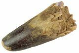 Fossil Spinosaurus Tooth - Robust Tooth #367942-1